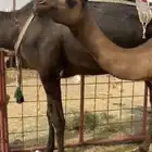 للبيع ناقه رباع ظاهر سديسها وحقه