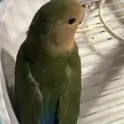 ببغاء الروز