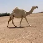 للبيع القحه