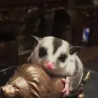 السنجاب الطائر. شوقر قلايدر