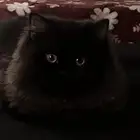 قطط للتبني ( ذكر وأنثى ) العمر 6 شهور