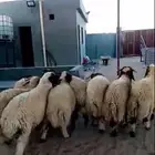 جذعان نعيم بلدي