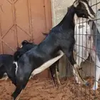 مطلوب عنز حوا او جفر