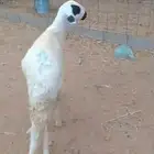 سواكني تربيه