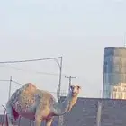 ناقه حايل طيبه ضحيه او مقنوي