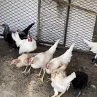 فروخ بلدي نظيفة
