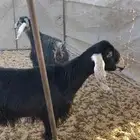 معزا مضاريع