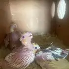 فراخة كروان للبيع( تم البيع )
