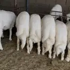 خرفان جبره