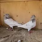 حمام بكستاني تيادي كمنقرات لاكات دب ولا رامات