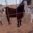 للبيع مشروع فحل قوي