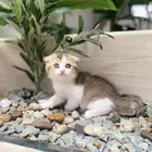 سكوتش ذكر بيور ( تم البيع)