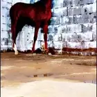 فرس شعبيه شيخه منوة القناي