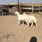 رخال مقاني طيبة