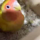 جوز روز منتج