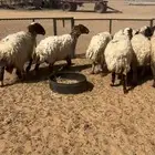 للبيع غنم نعيم مراح