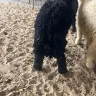 خروف عربي طيب