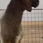 طلي فحل نعيم