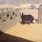 رخل نجديه ذبيحه