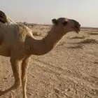 للبيع قعود