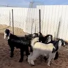 تيوس مخاصي شخم