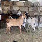 تيوس للبيع
