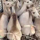 قعدان مبادي وزواجات