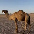 فحل طيب