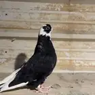 ذكر قطيفي