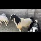 تيس فحل شرط