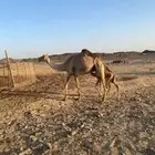 ناقه للبيع