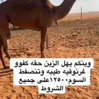 حقه كفوو غرنوقيه طيبه وتنصفط