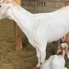 عنز صاف تحتها تيس كفوو