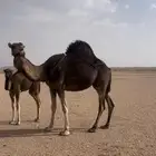 خلفه ساحليه