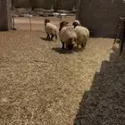 طليان نعيم جذعان 3
