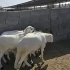 سواكن مرابي فل