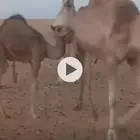 قعود للبيع