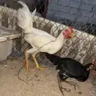 دجاج باكستاني وبلدي للبيع