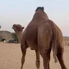 بعير جمل ساحلي(( تم البيع ))