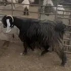 معزا عوارض شرط ضريع مراح واحد