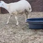 طلي جبر بالحيل