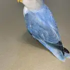 روز هدد