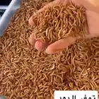 دود قبابي حي 12 جرام ب10 ريال (اكثر من 100 حبه تقريبا)