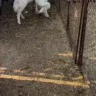 ذبايح طليان طيبه ب الحيل وشي نضيف ذمه ومانه