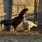 ديك باكستاني سندي