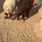 للبيع طليان نعيم بلدي فاخره