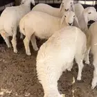 طليان 6 مقفله شحم