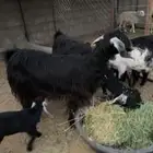 معزا