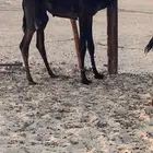 قعدان مجاهيم للبيع