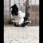 براهما كولمبي